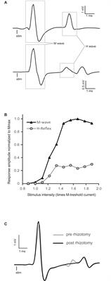 Biphasic Effect of Buspirone on the H-Reflex in Acute Spinal Decerebrated Mice